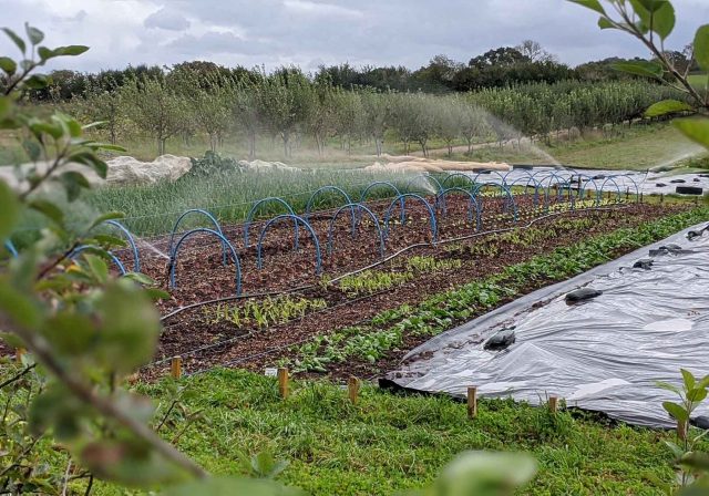 The Community Farm