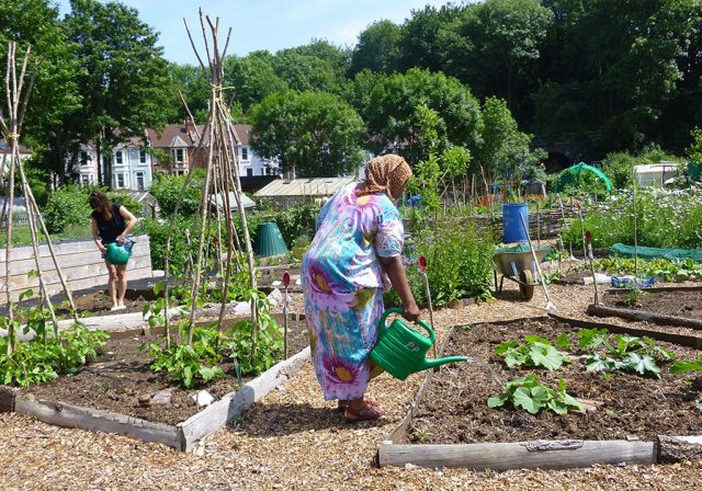 Watering at St Werburghs City Farm