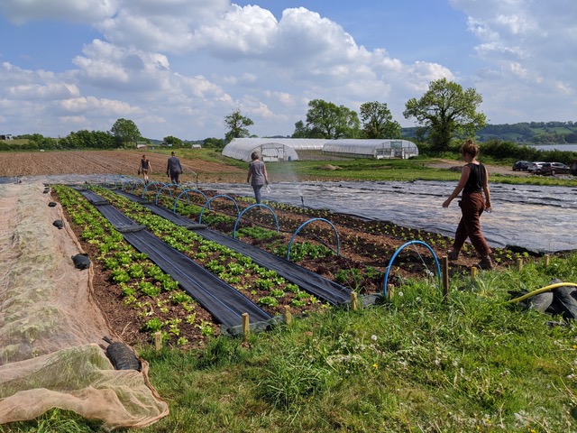 The Community Farm