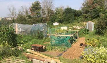Dominic Knight's allotment