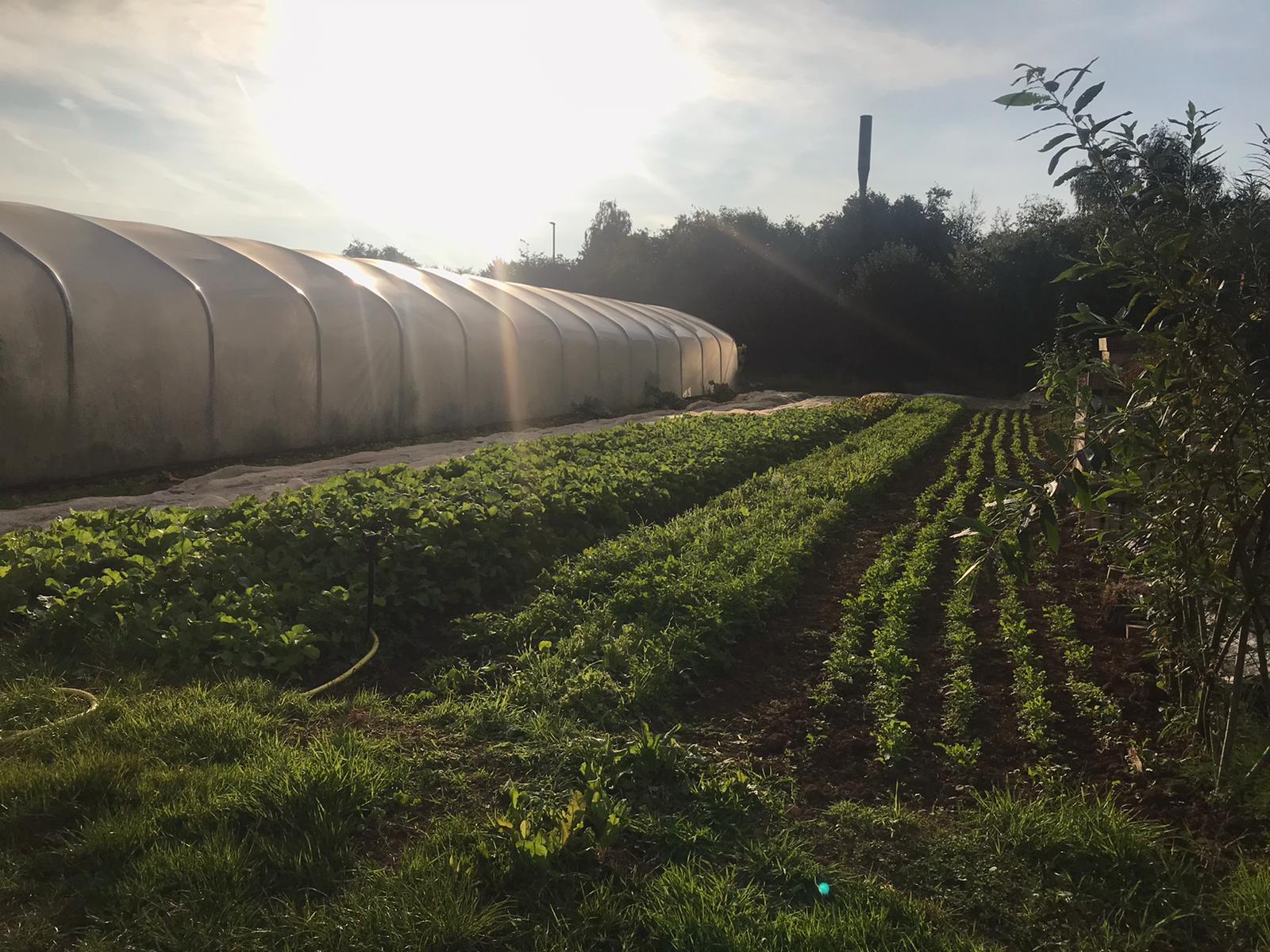 Sims Hill's first mentee's first harvest at Sims Hill