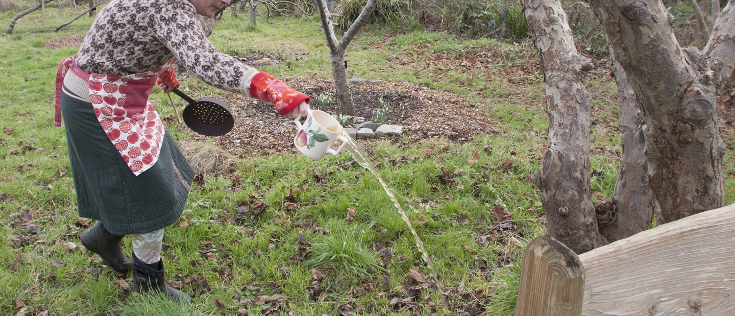Cidering the apple trees for the Wassail in 2021