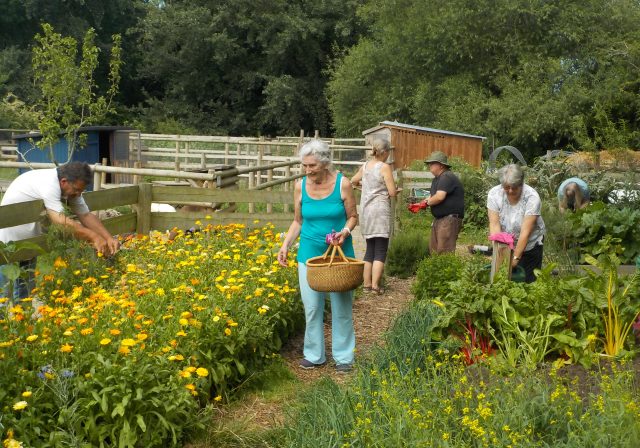 Lawrence Weston Community Farm