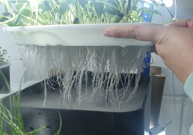 Microgreens