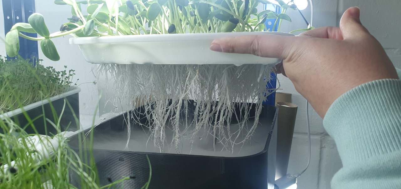 Microgreens