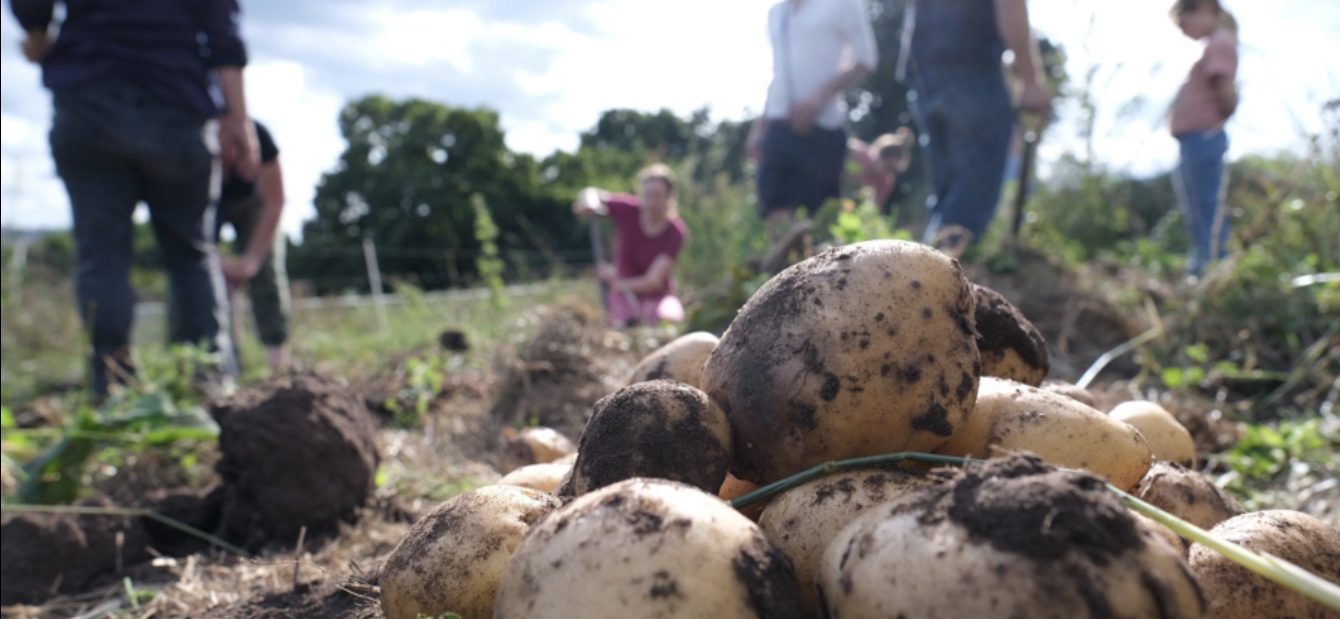 Potatoes harvested at Bridge Farm
