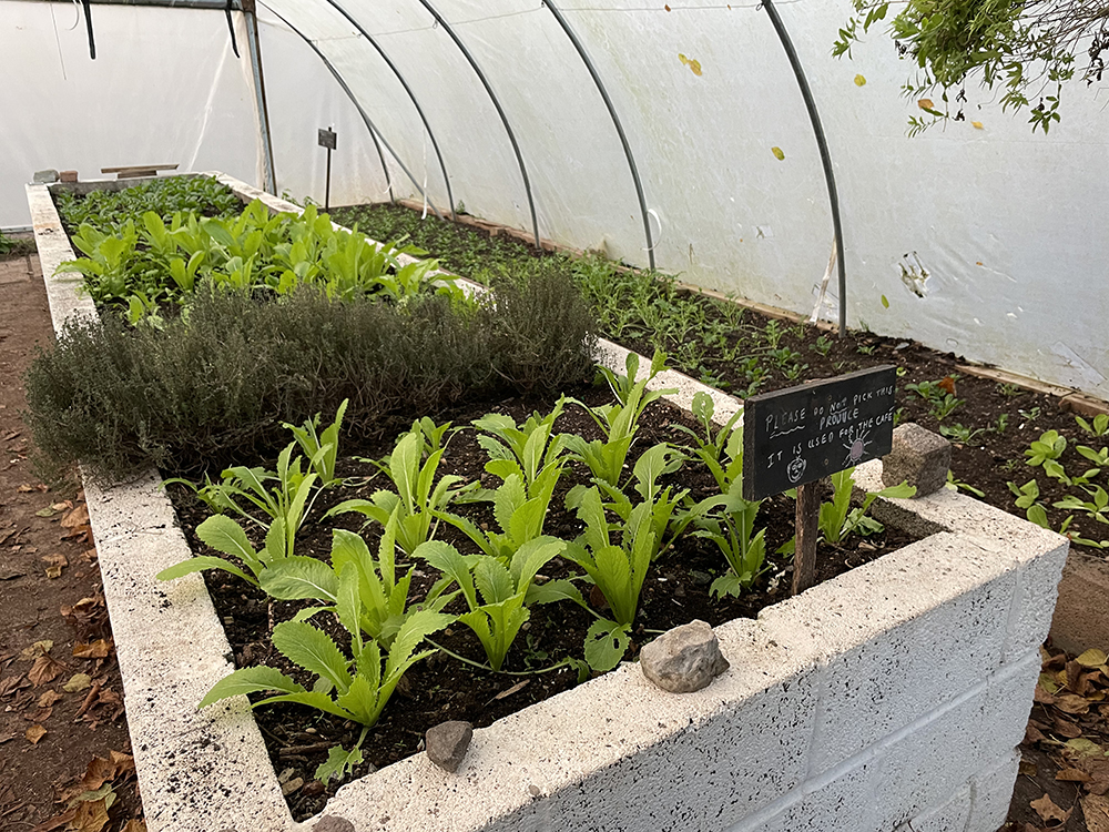 Windmill Hill City Farm polytunnel