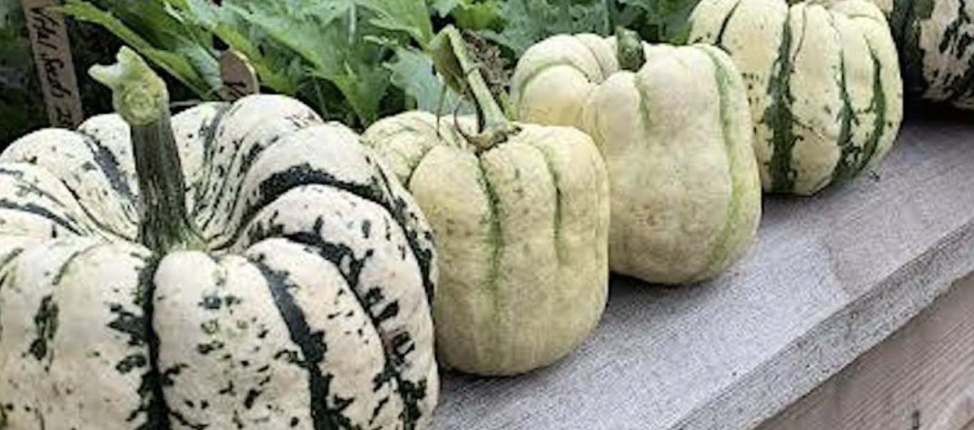 Squash on a bench