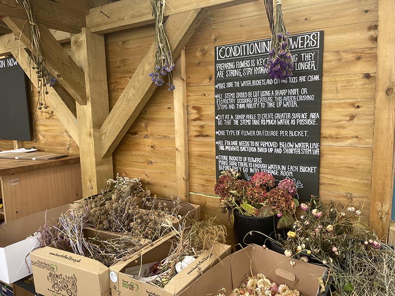 Dried flowers at Hartcliffe City Farm