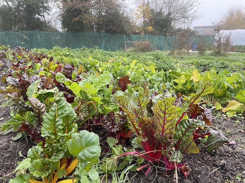 Rainbow chard at Hartcliffe City Farm