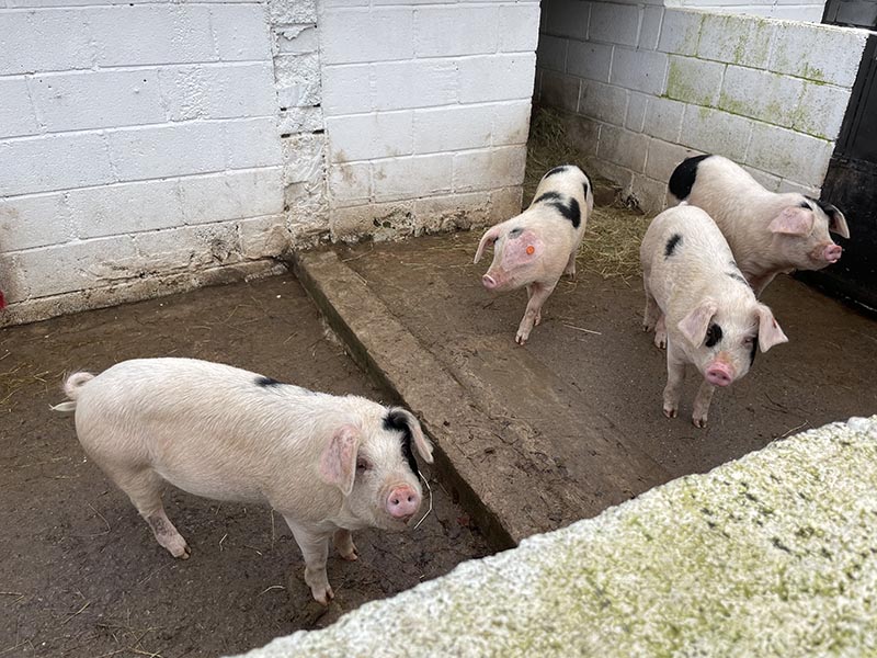 Pigs at Hartcliffe City Farm