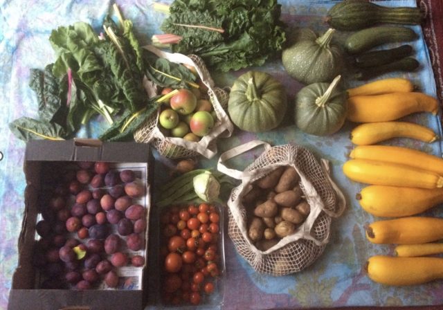 Vegetables grown at Thingwell Park Allotments