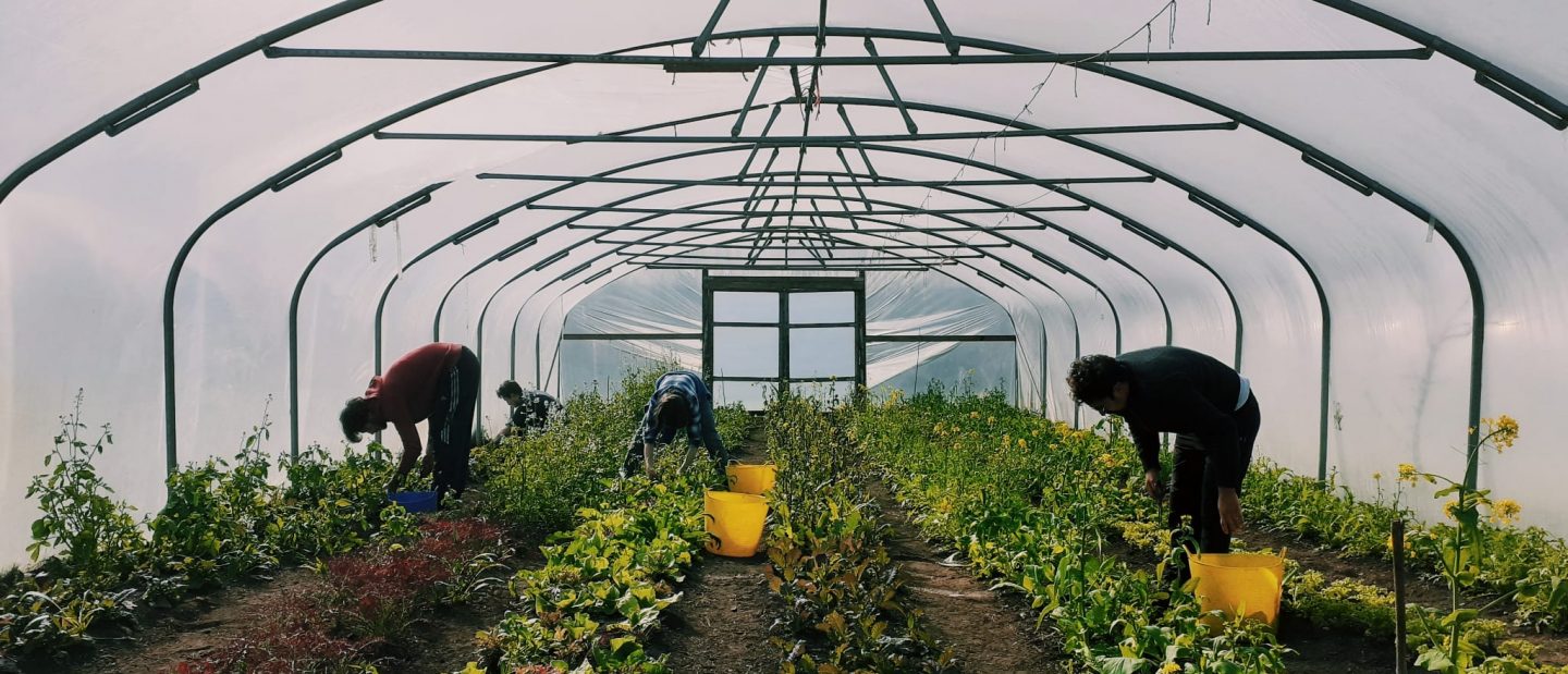 Greenhouse and workers