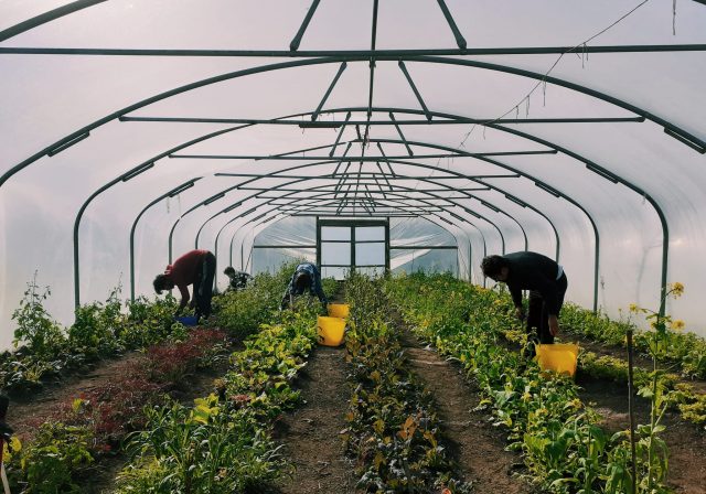 Greenhouse and workers