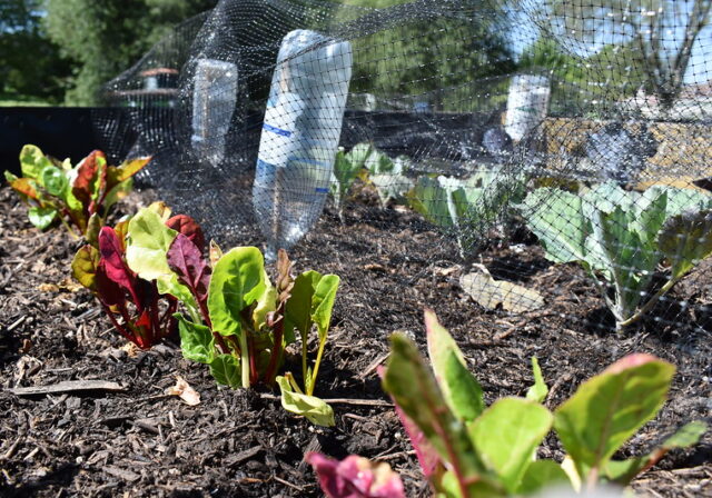 Vegetables growing with plastic water bottles directing rain water onto them