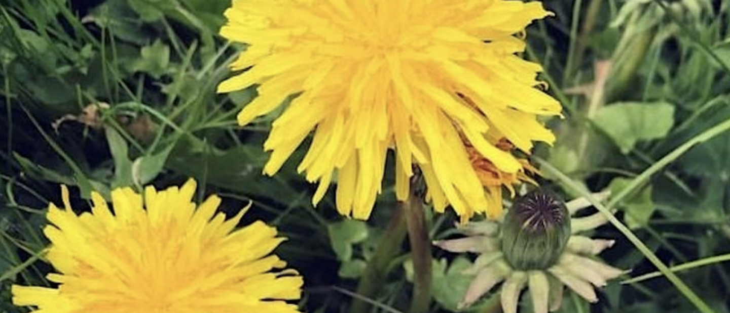 dandelion