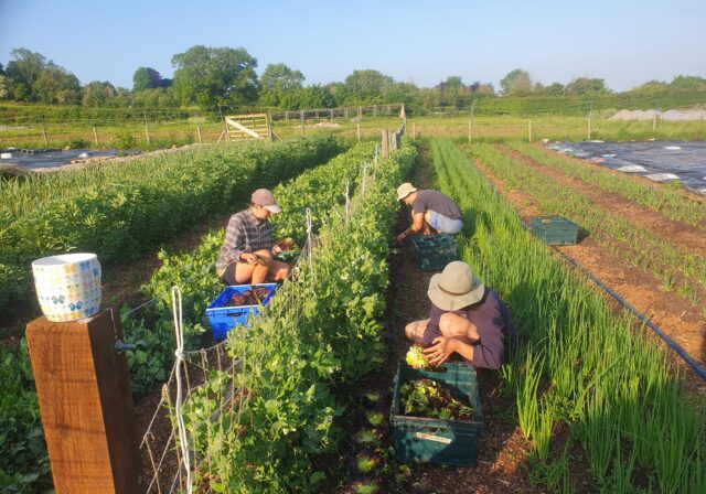 Five Acre farm team harvesting lettuce