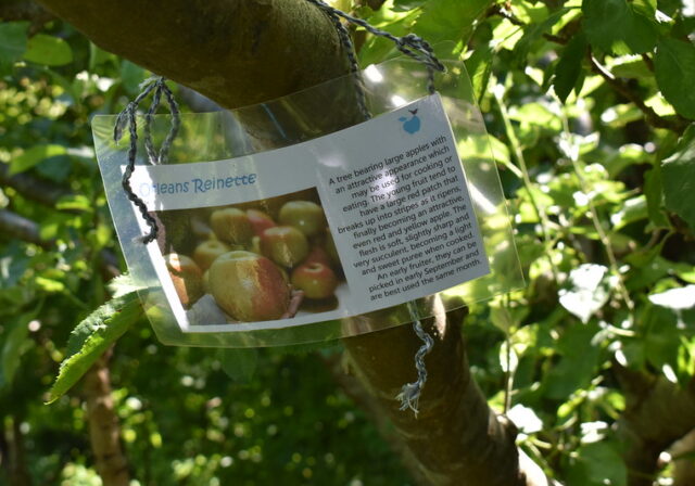 Metford Road Community Orchard - apple varieties (photo by Jane Stevenson)