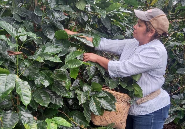 Rosibel picking coffee